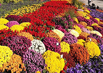 无性系91香蕉视频黄色--花园小菊