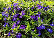 无性系91香蕉视频黄色--六倍利