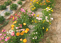 无性系91香蕉视频黄色--麦秆菊